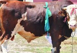 2 tonluk 'Babayiğit'in fiyatını duyan inanamıyor!