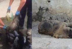 Yavru köpeklerin yardımına hayvanseverler koştu