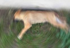 Okulun arkasında köpeğe tecavüz ederken basıldı