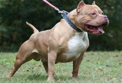Küçük kıza tecavüzü pitbull cinsi köpek engelledi