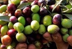 Zeytinyağı, Viagra'dan daha etkili olabilir
