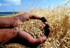Dünyanın 26 günlük buğdayı kaldı