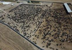 Şarbon nedir? Şarbon hastalığı nasıl ve nereden bulaşır, tedavisi var mı?