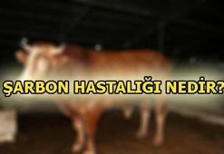 Şarbon hastalığı nedir? Belirtileri ve tedavisi...