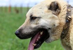 İtalya'da Sivas Kangalı çağrısı!