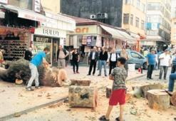 Asırlık çınarın kesilmesine tepki