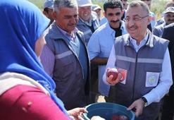Cumhurbaşkanı Vekili Fuat Oktay elma hasadına katıldı