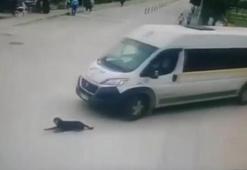 Köpeği ezip geçen şoför kovuldu