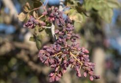 5 günde fiyatı 210 liraya çıkmıştı! Rekor artış geliyor