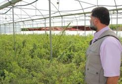 Rüyasındaki gizemli sesi dinledi ve hayatı değişti