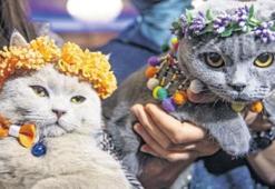 Ankara’da ‘Kedi Güzellik Festivali’