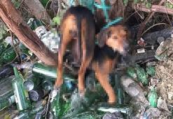 Köpeği ağaca bağlayıp tecavüz ettiler