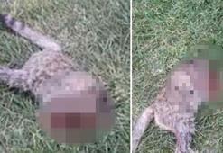 Şanlıurfa'da başı kesilmiş kedi bulundu