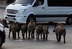 Bodrum'u domuzlar bastı! İşte korkutan o anlar