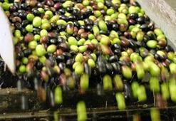 Marmarabirlik zeytin alım fiyatları açıklandı