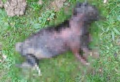 Kocaeli'de yakılmış kedi bulundu