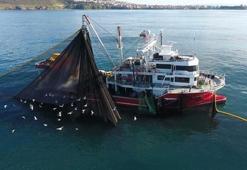 Karadeniz'de hamsi bereketi!
