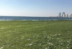 İzmir Körfezi’nde ürküten görüntü!