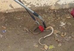 Okulda yılan paniği! 1 metre uzunluğunda...