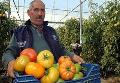 Bombus arısıyla ürettiği domateslerin her biri 1 kilo