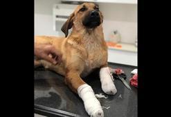 Dehşet! Yavru köpeği, bacaklarından vurdular