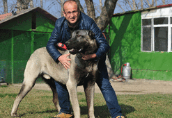 Otomobil fiyatına Kangal köpeği