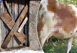 Doğu Karadeniz'de ayı popülasyonu arttı, bölge halkı tedirgin