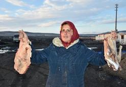 Kars'ta kaz çiftliklerinde hummalı çalışma