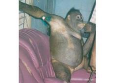 6 yıl boyunca genelevde çalıştırılan orangutan yatağa zincirle bağlanmış...