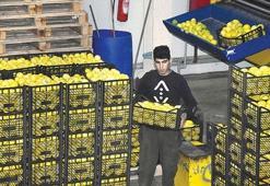 460 ton limon sınır kapısından geri döndü