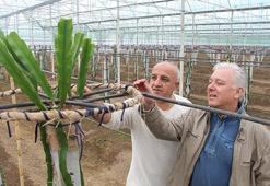İş makinelerinden bıktı 100 bin dolarlık ‘ejder meyvesi’ üretimine girdi
