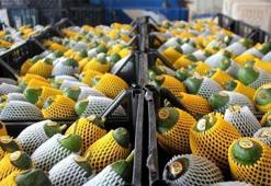 Gazipaşa'dan avokado ihracatı başladı