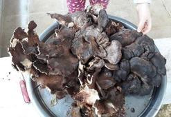 5 kilo 700 gramlık mantar şaşırttı