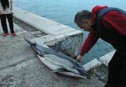 Sarıyer'de ölü yunus bulundu