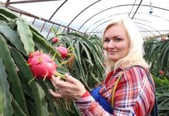 Pitaya bahçesi servet kazandırıyor