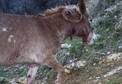 Köye inen kurtlar atlara saldırdı!