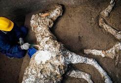 Pompeii'de taşlaşmış at bulundu