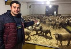 Herkes bu kuzuların peşinde