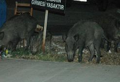 Bir anda etrafını sarınca ne yapacağını şaşırdı!