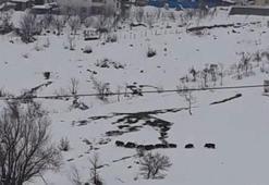 Bingöl'de domuz sürüsü köye indi