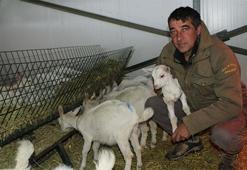 Kravattan sıkıldı, keçi çiftliği kurdu