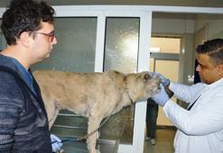 Türkiye’de ilk kez bir köpeğe stent takıldı