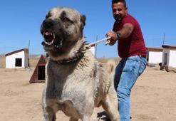 Kangal köpeklerinin yavrularını yemesinin sırrı çözüldü