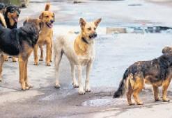 Sokak köpekleri isyan ettirdi!