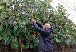 Almanya'da saksıda gördü, köyünde yetiştirmeye başladı