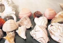 12 bin deniz kabuğu