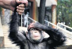 Özel terapi uygulanıyor