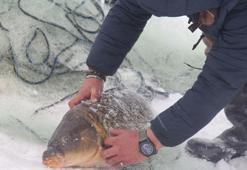 Ekmek parasını buzun altından çıkarıyorlar