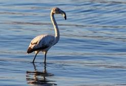 İznik gölünde ilk kez görülen flamingo kayıt altına alındı