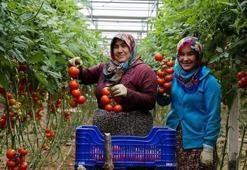 Üretici tanzim satıştan memnun! 3 günde bin ton...